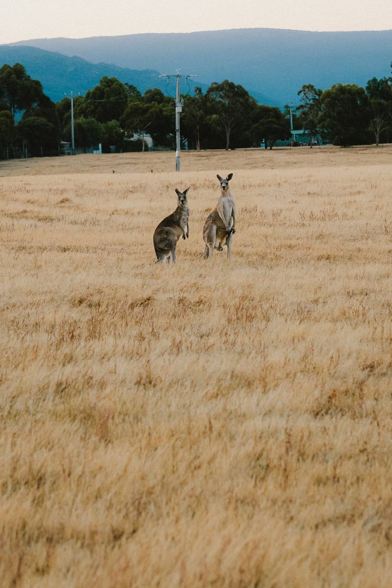 Australia: capturing kangaroos with a 85mm lens.